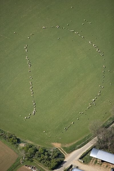 Sheep 24601_015. Taddington, Stanway, Glocuestershire. Aerial view. Pattern of sheep