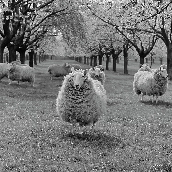 Sheep AA079979. Mob of sheep and an orchard in blossom