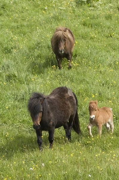 Shetland ponies DP049443