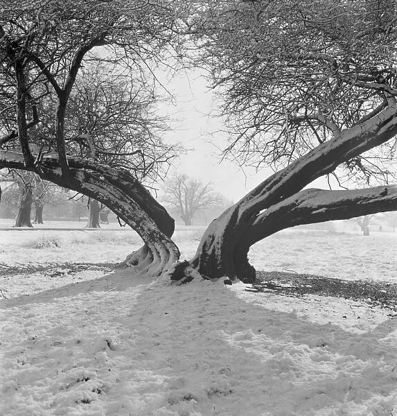 Snow scene, Richmond Park AA064382