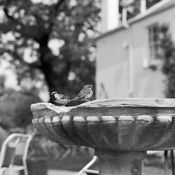 Sparrows a064473. Two house sparrows sitting on the edge of a small weathered bird bath