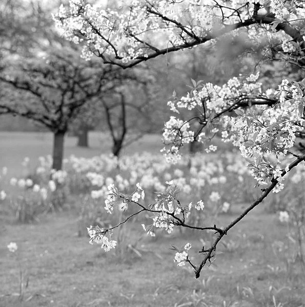 Spring blossom AA064245