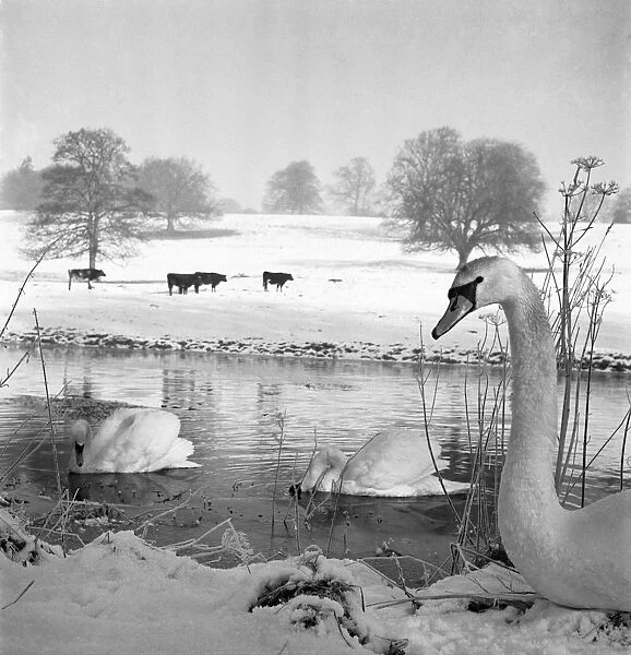 Swans AA076252. Swans on a river, with cattle in a snow covered field beyond