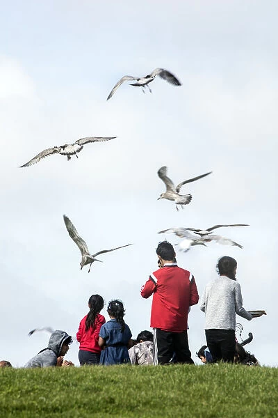 Swooping seagulls DP174875