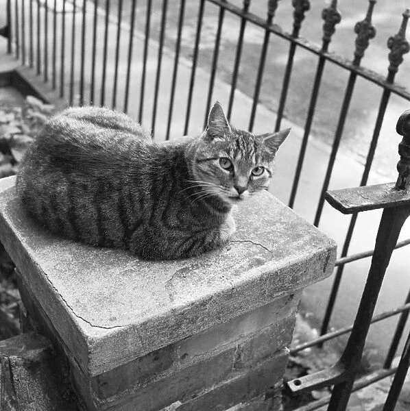 Tabby cat a071748. A tabby cat sitting on the top of a gatepost looking