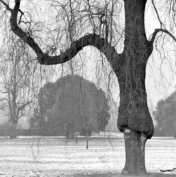 Tree, Kew Gardens AA064190