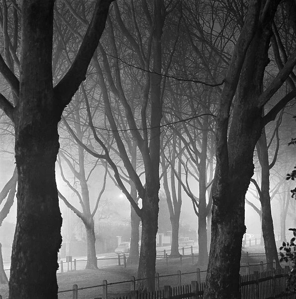 Trees in the mist AA071854