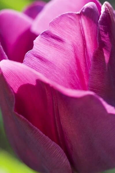 Tulip N071154. AUDLEY END HOUSE AND GARDENS, Essex. Detail of a purple, pink tulip