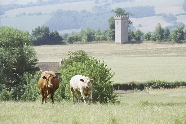 Water Tower. Picturesque view of rural Herefordshire with cows in foreground