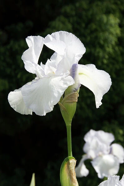 White iris N060066. Detail of a white iris in bloom