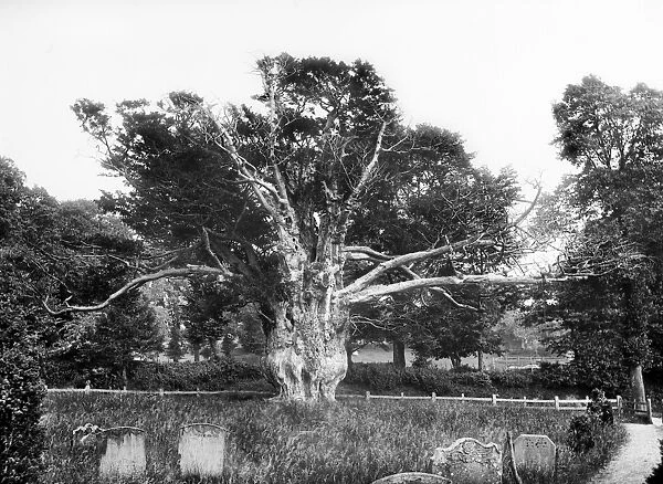 Yew tree at Aldworth CC72_01070