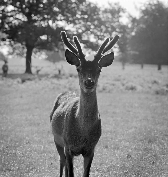 Young red deer stag a064445