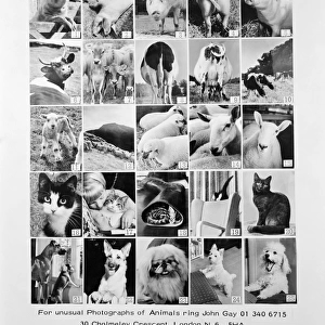 Animal montage a093111
