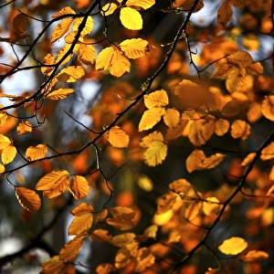 Autumn leaves N090378
