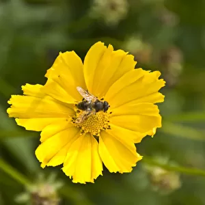Bee on a flower DP068865