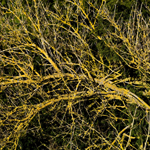 Branches covered in lichen DP069015