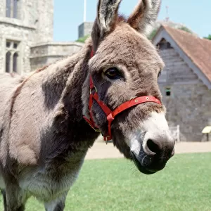 Carisbrooke Castle donkey K030728