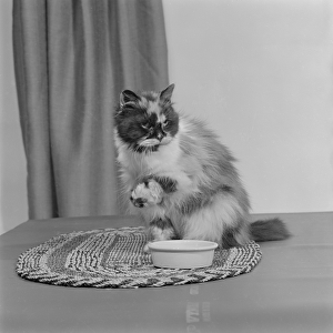 Cat with bowl a067695