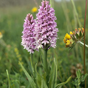 Common spotted orchid K991351
