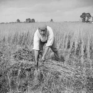 Corn Harvest Print, 1900 Corn Harvest Print, 1900