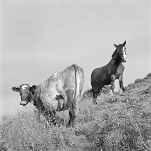 Cow and horse a079533