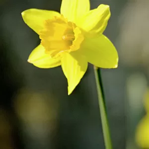 Daffodil N070977