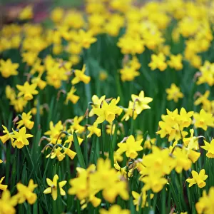 Daffodils K060052