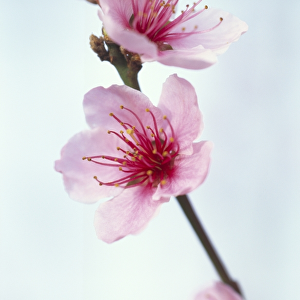 Duke of York peach blossom M070120