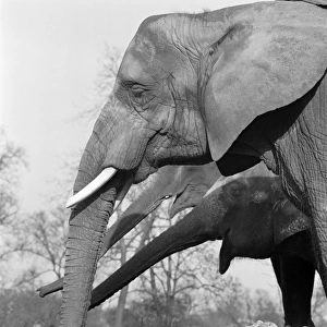 Elephants a098698