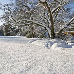 Eltham snowscapes DP073273