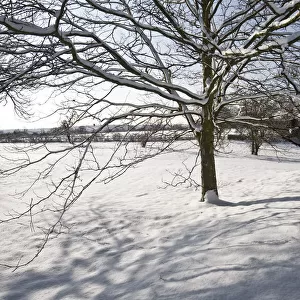 Eltham snowscapes DP073325