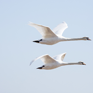 Flying swans DP174915