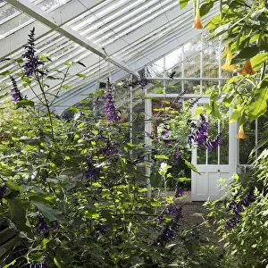 Greenhouse interior DP221742