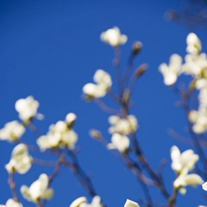 Magnolia flowers N070275