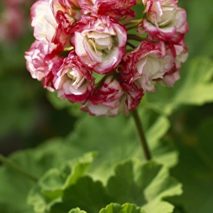 Pelargonium Apple Blossom Rosebud M070284
