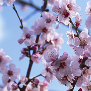 Peregrine peach blossom M070132