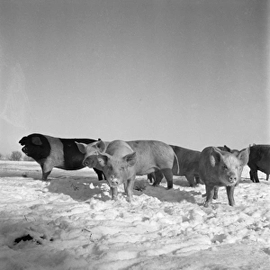 Pigs in snow a090125