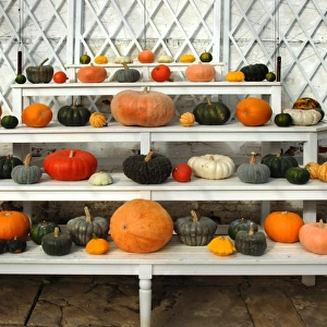 Seasons: Autumn Collection: Halloween