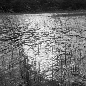 Reeds growing in lake a080697