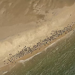 Seal colony 35089_037