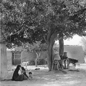 Shady Tree Print EGP_22663_021 Shady Tree Print EGP_22663_021