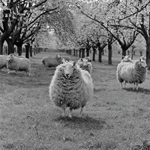 Sheep a079979