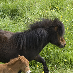 Shetland ponies DP049441