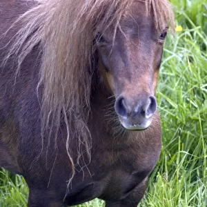Shetland pony DP049437