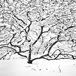 Snow covered tree N090012