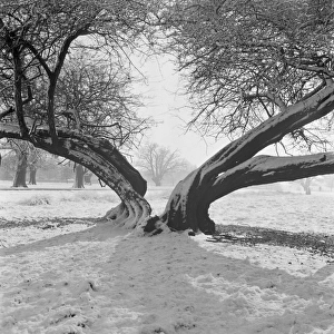 Snow scene, Richmond Park a064382