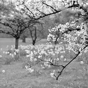 Spring blossom a064245