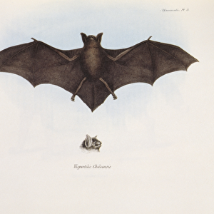 Vespertilio Chiloensis bat K030055