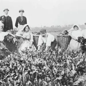 Woad Production Print: Women and Men Gathering Woad in Large Baskets Woad Production Print: Women and Men Gathering Woad in Large Baskets