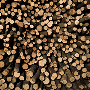 Wood pile N080029
